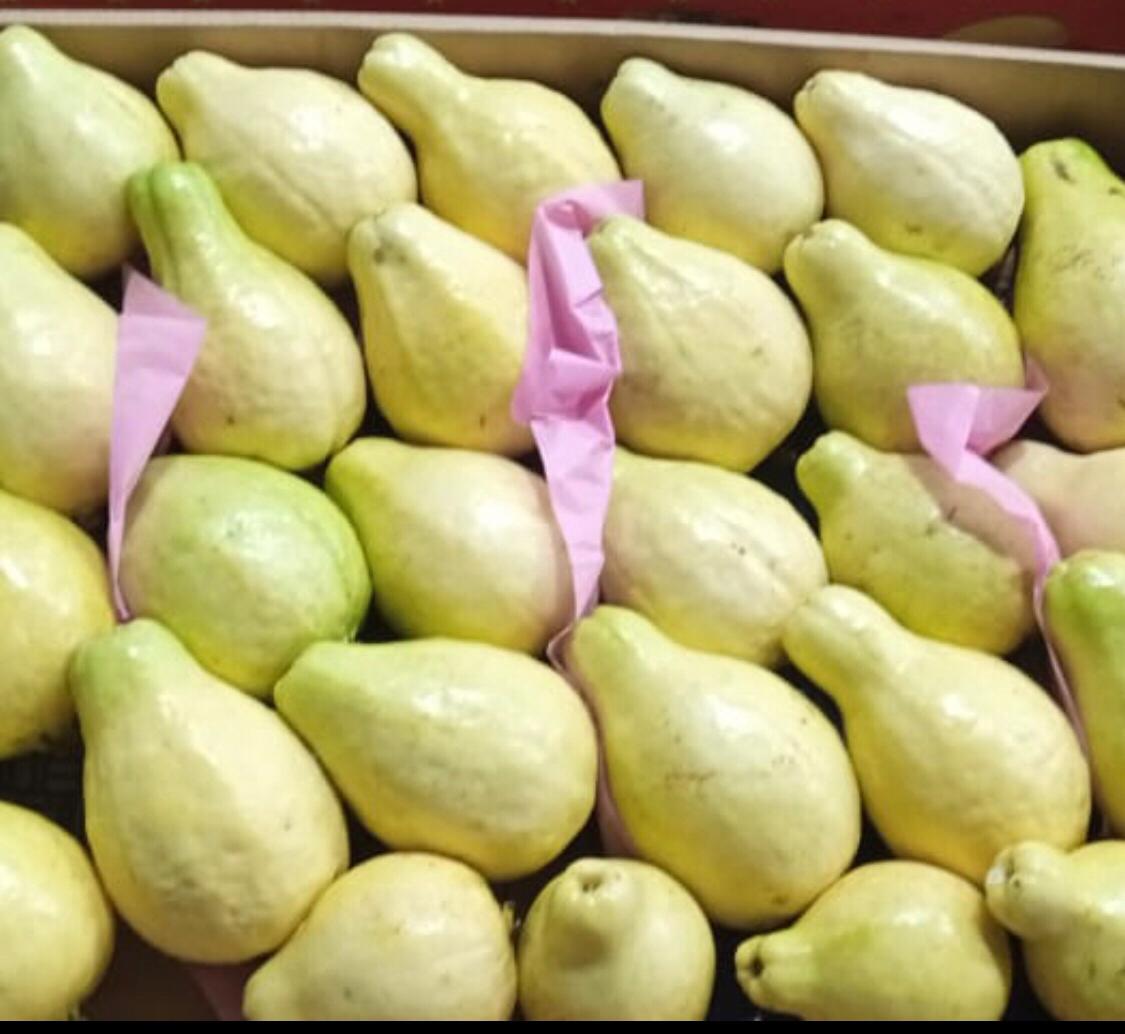 Mısır guavası